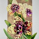 Meu projeto do curso: Ilustração botânica com aquarela. Een project van Traditionele illustratie,  Beeldende kunst, Schilderij,  Tekening, Aquarelschilderen y  Botanische illustratie van samyproart - 18.05.2024