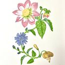 Mi proyecto del curso: Acuarela realista para composiciones botánicas . % mariajmerino tarafından hazırlanan Geleneksel illüstras, on, Tablo, Çizim, Sulubo, a Resim, Botanik İllüstras, Ve on projesi - 05.20.2024
