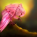 Diseño de personajes de fantasía en Photoshop: Lechuza de Cerezo. Un proyecto de Ilustración tradicional, Diseño de personajes, Dibujo e Ilustración digital de Pahola Franco - 18.05.2024