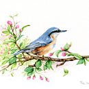 Il mio progetto del corso: Uccelli e fauna selvatica ad acquerello. Un proyecto de Bellas Artes, Dibujo a lápiz, Dibujo, Pintura a la acuarela, Dibujo realista e Ilustración naturalista				 de Pina Muscas - 23.05.2024