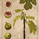 Ilustração botânica: a figueira. Un progetto di Illustrazione botanica e Sketchbook di Roger Trevizan - 09.05.2024