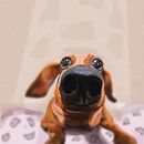 My project for course: Caricature Drawing with Infinite Painter Ein Projekt aus dem Bereich Traditionelle Illustration und Digitale Illustration von Katalin Galambos - 29.05.2024