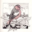 My project for course: Dip Pen and Ink Illustration: Capturing The Natural World. Sketching, Drawing, Artistic Drawing, Sketchbook, Ink Illustration, and Naturalistic Illustration project by bethrobson - 05.30.2024