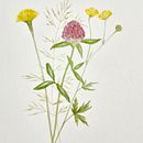 My project for course: Botanical Watercolor Illustration: Cross-hatching Technique. Un projet de Beaux Arts, Peinture, Aquarelle et Illustration botanique de Irina Szasz-Eana - 30.05.2024