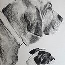My project for course: Animal Illustration with Charcoal and Ink Ein Projekt aus dem Bereich Bildende Künste, Zeichnung, Illustration mit Tinte und Naturalistische Illustration von heba_makhlouf - 30.05.2024