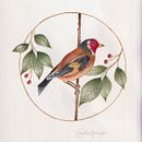 Meu projeto aquarela com detalhes em filigrana. Een project van Aquarelschilderen, Portfoliobeheer, Printen,  Interieurdecoratie,  Botanische illustratie, Redactionele illustratie, Naturalistische illustratie y Traditionele illustratie van Carla Araújo - 31.05.2024