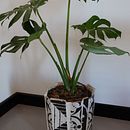 Maseta mosaicos en retazos. Decoração de interiores projeto de Danilo Pineda - 01.06.2024