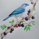 Meu projeto do curso: Pintura em aquarela: arte de aves e fauna naturalista . % San Tiemi tarafından hazırlanan Güzel sanatlar, Çizim, Sulubo, a Resim, Gerçekçi Çizim, Doğalcı İllüstras, on, Ve Kalem Çizimi projesi - 06.02.2024