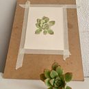 Mi proyecto del curso: Ilustración botánica en acuarela: Técnica del sombreado a rayas Ein Projekt aus dem Bereich Bildende Künste, Malerei, Aquarellmalerei und Botanische Illustration von CAROLINA LEYTON - 02.06.2024