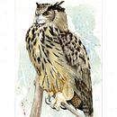 My project for course: Artistic Watercolor Techniques for Illustrating Birds. Un proyecto de Ilustración tradicional, Pintura a la acuarela, Dibujo realista e Ilustración naturalista				 de Philip Vandenbussche - 03.06.2024