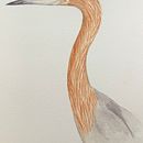 My project for course: Naturalist Bird Illustration with Watercolors. Projekt z dziedziny Trad, c, jna ilustracja, Malowanie akwarelą, R, sunek realist, czn, Ilustracja naturalist i czna użytkownika dot Payne - 03.06.2024