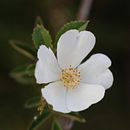 Mi proyecto del curso: Fotografía para principiantes: descubre tu cámara digital. Un projet de Photographie, Photographie numérique , et Composition photographique de patrascuruben1706 - 05.06.2024