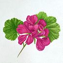 My project for course: Botanical Watercolor Illustration: Cross-hatching Technique. Projekt z dziedziny  Sztuki piękne,  Malarstwo, Malowanie akwarelą, R i sunek botaniczn użytkownika tpafitisart - 06.06.2024
