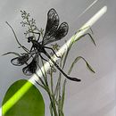 Insecte au feutre et à l’aquarelle . Projekt z dziedziny Ilustracja naturalist i czna użytkownika Julie Gambin - 06.06.2024