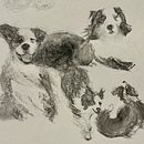 My project for course: Animal Illustration with Charcoal and Ink. Un proyecto de Bellas Artes, Dibujo, Ilustración con tinta e Ilustración naturalista				 de TJ - 06.06.2024