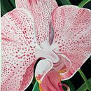 Meu projeto do curso: Pintura botânica com acrílico. Projekt z dziedziny Trad, c, jna ilustracja,  Sztuki piękne,  Malarstwo, Malarstwo akr, lowe, R i sunek botaniczn użytkownika Lara Cardillo Roriz Fernandez - 11.06.2024