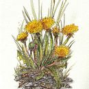 Mein Abschlussprojekt für den Kurs: Kugelschreiberzeichnungen: Naturalistische Illustration. Projekt z dziedziny Trad, c, jna ilustracja,  R, sunek, R, sunek realist, czn, Ilustracja naturalist i czna użytkownika Irmgard Ariallah - 11.06.2024