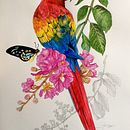 Meu projeto do curso: Pintura em aquarela: arte de aves e fauna naturalista. Fine Arts, Pencil Drawing, Drawing, Watercolor Painting, Realistic Drawing, and Naturalistic Illustration project by Cleiber Vieira - 06.11.2024