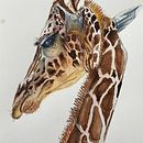 My project for course: Watercolor Illustration: Painting Realistic Wildlife. Un progetto di Belle arti, Pittura, Pittura ad acquerello e Illustrazione naturalistica di denbyleslie - 13.06.2024