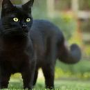 El gato y las pozas de agua . % Isabel Binvignat tarafından hazırlanan Yaratıcı Yazarlık, Çocuk Edebi, Ve atı projesi - 06.14.2024