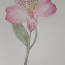 Meu projeto do curso: Aquarela botânica: ilustre a anatomia das flores . % Daniele Machado tarafından hazırlanan Geleneksel illüstras, on, Güzel sanatlar, Tablo, Çizim, Sulubo, a Resim, Botanik İllüstras, Ve on projesi - 06.19.2024