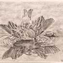 My project for course: Naturalistic Animal Drawing with Graphite Pencil. Un proyecto de Ilustración tradicional, Dibujo a lápiz, Dibujo e Ilustración naturalista				 de Michelle Esterhuizen - 20.06.2024