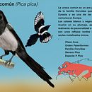 Mi proyecto del curso: Ilustración naturalista de animales con Procreate. Projekt z dziedziny Trad, c, jna ilustracja, Ilustracja c, frowa, R, sunek realist, czn, Ilustracja naturalist i czna użytkownika Luis Caila - 23.06.2024