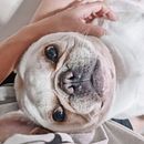 Pet. Un proyecto de Ilustración tradicional de Nabhat Gift - 26.06.2024