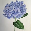 Il mio progetto del corso: Illustrazioni botaniche ad acquerello: tecnica del tratteggio . % guadagno_t tarafından hazırlanan Güzel sanatlar, Tablo, Sulubo, a Resim, Botanik İllüstras, Ve on projesi - 06.27.2024