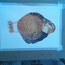 Samples of my work using different media. Un proyecto de Pintura de Rosalyn Greenwood - 02.07.2024