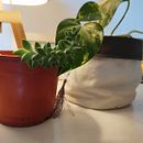 Mi proyecto del curso: Estilismo y decoración del hogar con plantas. Projekt z dziedziny Projektowanie interakt, wne,  Dekoracja wnętrz, Dekoracja wnętrz, DIY, Kompoz, cje kwiatowe i botaniczne i Projektowanie przestrzeni użytkownika Dina Martinez - 05.07.2024