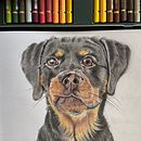 Retrato de pets a lápis de cor . Een project van Traditionele illustratie van Susana Gonçalves - 06.07.2024