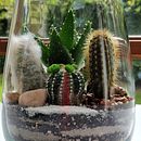 Terrario pequeño . % Lina Echavarria tarafından hazırlanan Sanat ve El Sanatları, Dekoras, Ve on projesi - 07.09.2024