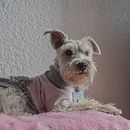 Mi proyecto del curso: Introducción a la fotografía de perros. Fotografia, Fotografia de retrato, Fotografia de estúdio, Fotografia documental, Fotografia Lifest, le, e Fotografia de interiores projeto de Sofia Lagunas - 07.07.2024