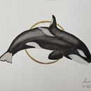 Mi proyecto del curso: Técnicas de ilustración naturalista: ballenas en acuarela. Un progetto di Belle arti, Pittura, Pittura ad acquerello, Illustrazione naturalistica e Illustrazione tradizionale di sonia_lopez_4 - 09.07.2024