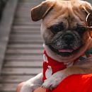 Meu projeto do curso: Introdução à fotografia de cachorros. Een project van Fotografie, Portretfotografie, Studiofotografie,  Documentairefotografie, Lifest, le fotografie e Interieurfotografie van Paty Zupo - 10.07.2024