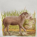 Tapirus terrestris / Tapir Amazónico . Un proyecto de Ilustración tradicional, Pintura a la acuarela, Dibujo realista e Ilustración naturalista				 de edahi - 10.07.2024
