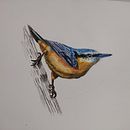 Trepador azul y garza azul Ein Projekt aus dem Bereich Traditionelle Illustration, Aquarellmalerei, Realistische Zeichnung und Naturalistische Illustration von Laura - 11.07.2024