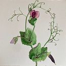 Il mio progetto del corso: Illustrazioni botaniche ad acquerello: tecnica del tratteggio. Un proyecto de Bellas Artes, Pintura, Pintura a la acuarela e Ilustración botánica de Chiara Massimiani - 11.07.2024