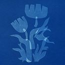 Reaching Transparency, a Cyanotype Project. Un progetto di Artigianato, Belle arti, Stampa, DIY e Fotografia analogica di baviguier - 14.07.2024