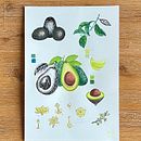 Botanical Avocado Painting. Ilustração tradicional, e Artesanato projeto de Analia Magu - 15.07.2024