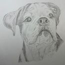Mein Abschlussprojekt für den Kurs: Realistische Tierporträts mit Bleistift. Un proyecto de Ilustración tradicional, Dibujo a lápiz, Dibujo e Ilustración naturalista				 de jorynna - 15.07.2024