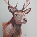 My project for course: Expressive Animal Portraits in Watercolor. Un proyecto de Ilustración tradicional, Pintura a la acuarela, Dibujo realista e Ilustración naturalista				 de Paul Bruce - 12.07.2024