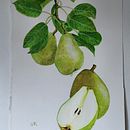 My project for course: Realistic Botanical Illustration: Escape to Nature. Un projet de Peinture, Aquarelle, Illustration botanique et Illustration naturaliste de lynnek - 11.08.2024