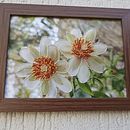 Flores de Ora-pro-nobis  . Seni, Dan Kerajinan proyek oleh docarmo_mialaret - 07.19.2024