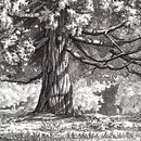 Tree on Cambie Street in Afternoon Light. Traditional illustration project by Heather Souliere - 07.22.2024