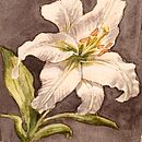 Lily and Lily pattern_JoAnn. Ilustração tradicional, Esboçado, Desenho, Pintura em aquarela, Ilustração botânica, e Sketchbook projeto de JoAnn Emmerson - 27.07.2024