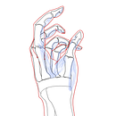 Mi proyecto del curso: Dibujo anatómico de extremidades, manos y pies. Un projet de Beaux Arts, Esquisse , Dessin au cra, on, Dessin, Dessin de portrait, Dessin réaliste, Dessin artistique, Carnet de croquis, Dessin anatomique et Illustration à l'encre de Kris Reiken - 09.11.2024