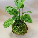 Il mio progetto del corso: Kokedama: crea una fioriera naturale con il muschio. Un proyecto de Diseño de interiores, Paisajismo, Decoración de interiores, DIY, Diseño floral y vegetal de ideanatura - 28.07.2024
