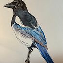 Magpie . Un proyecto de Ilustración tradicional, Pintura a la acuarela y Dibujo a lápiz de jennie_sornell - 29.07.2024